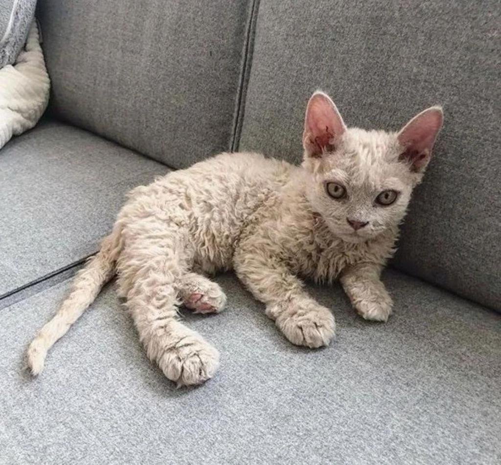 Селкирк рекс