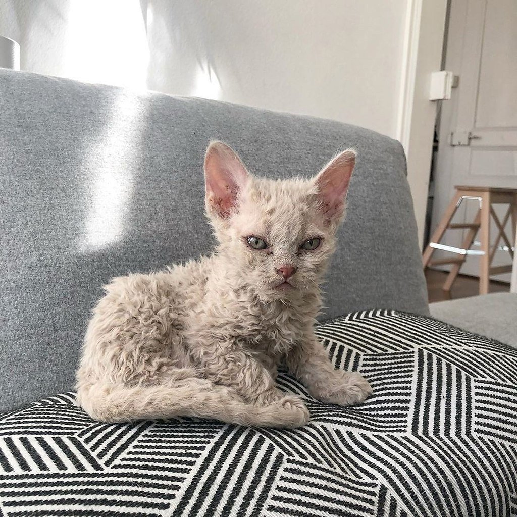 Порода кошек с кудрявой шерстью