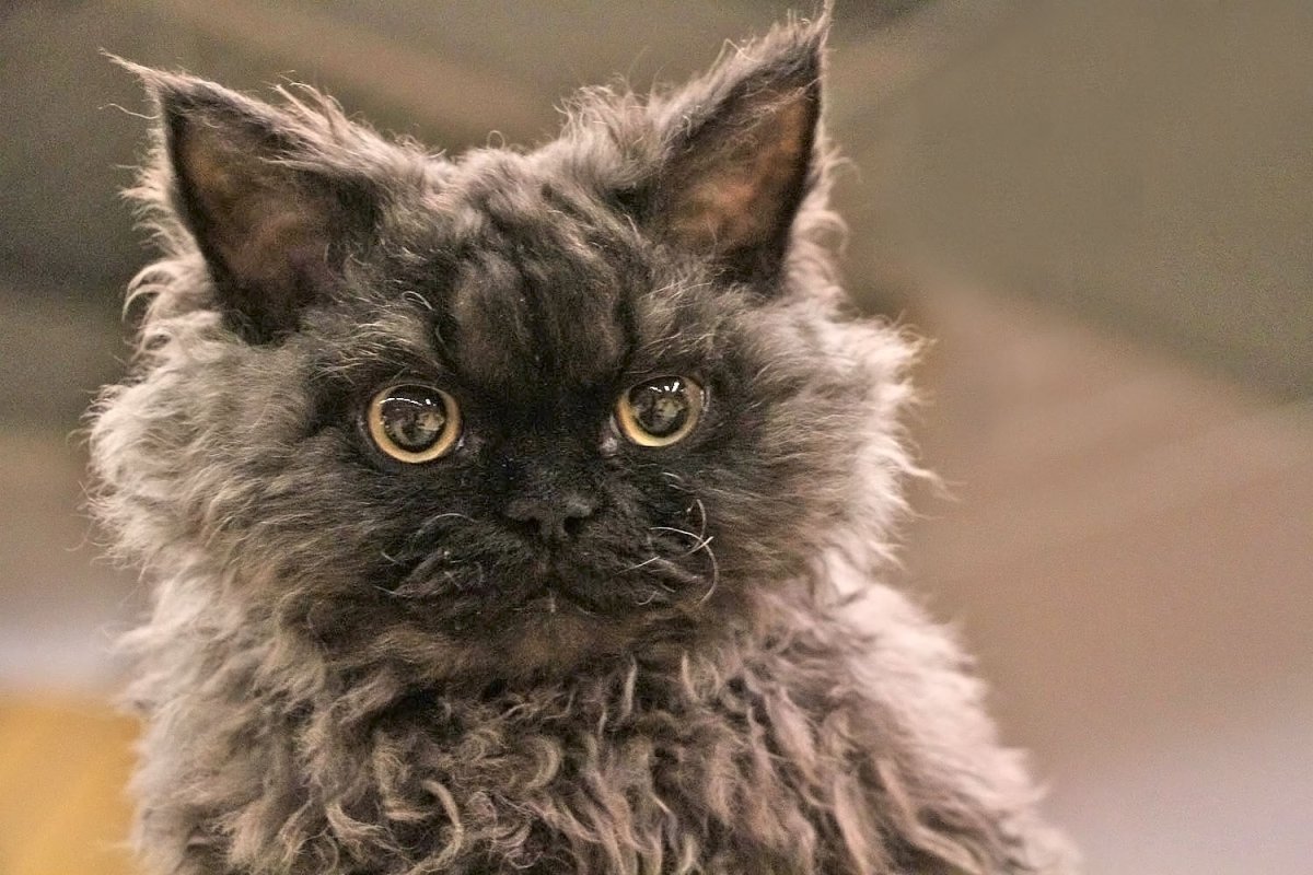 Селкирк рекс