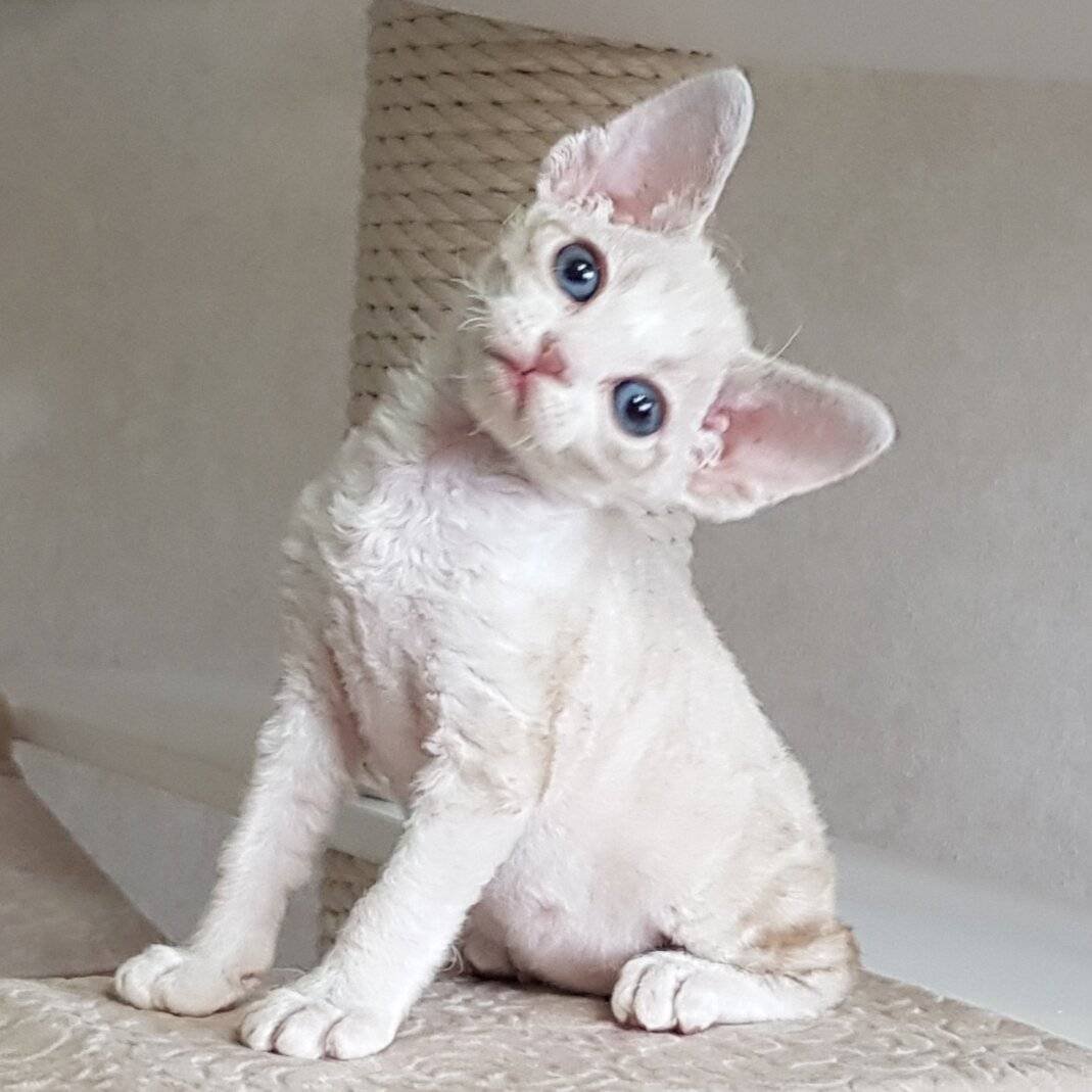 Коты Девон рекс