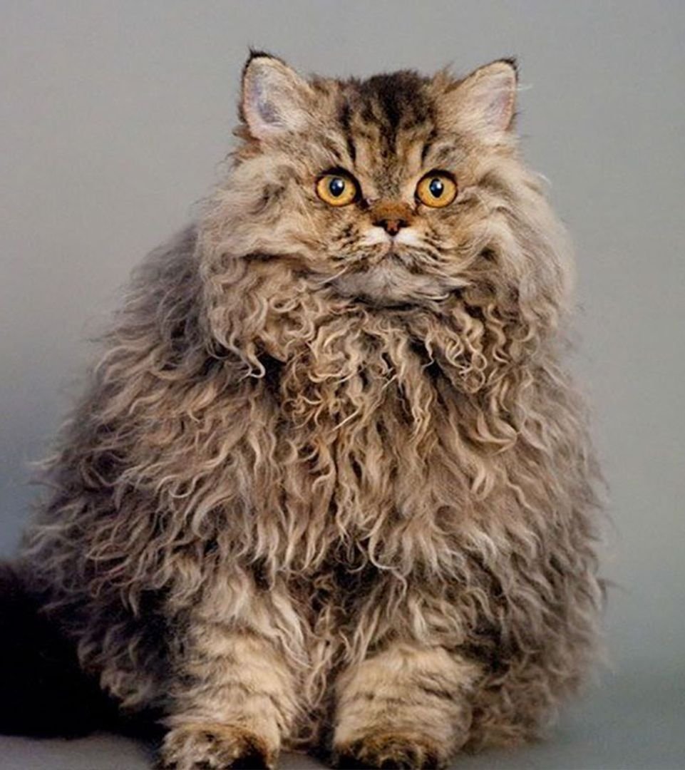 Кот Селкирк рекс