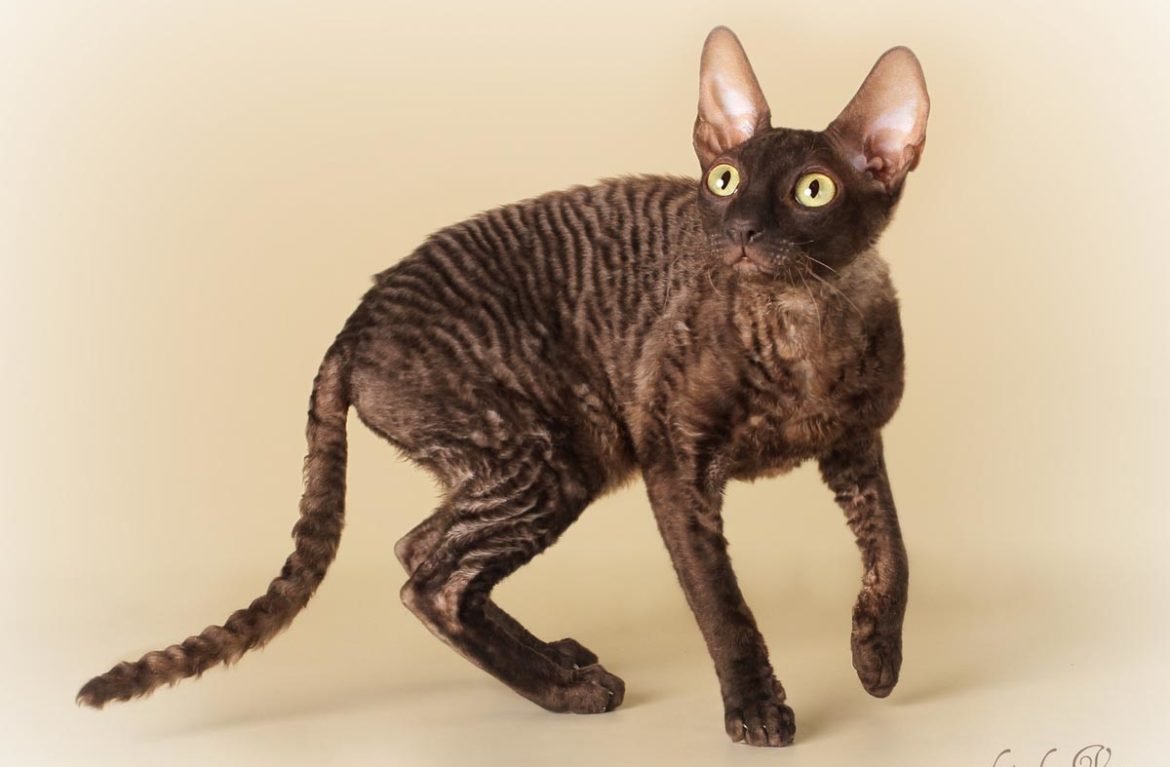 Уральский Корниш рекс