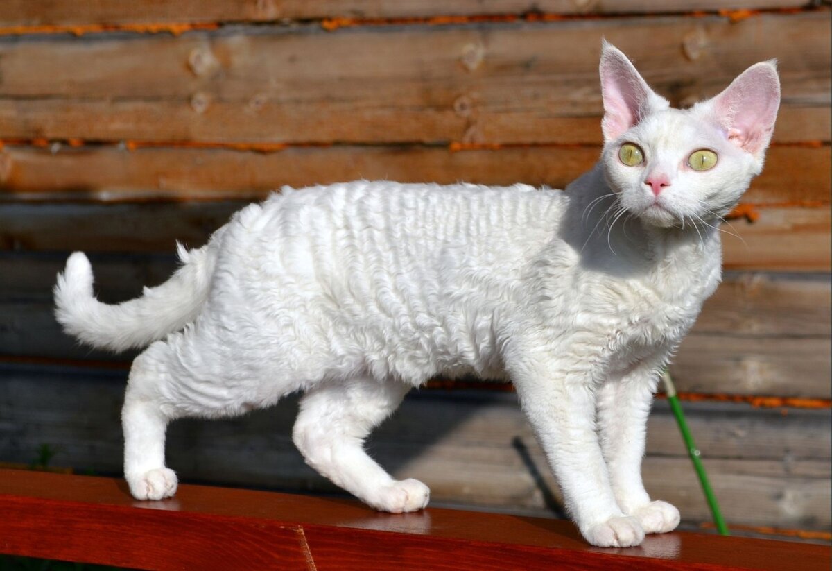 Девон рекс белый