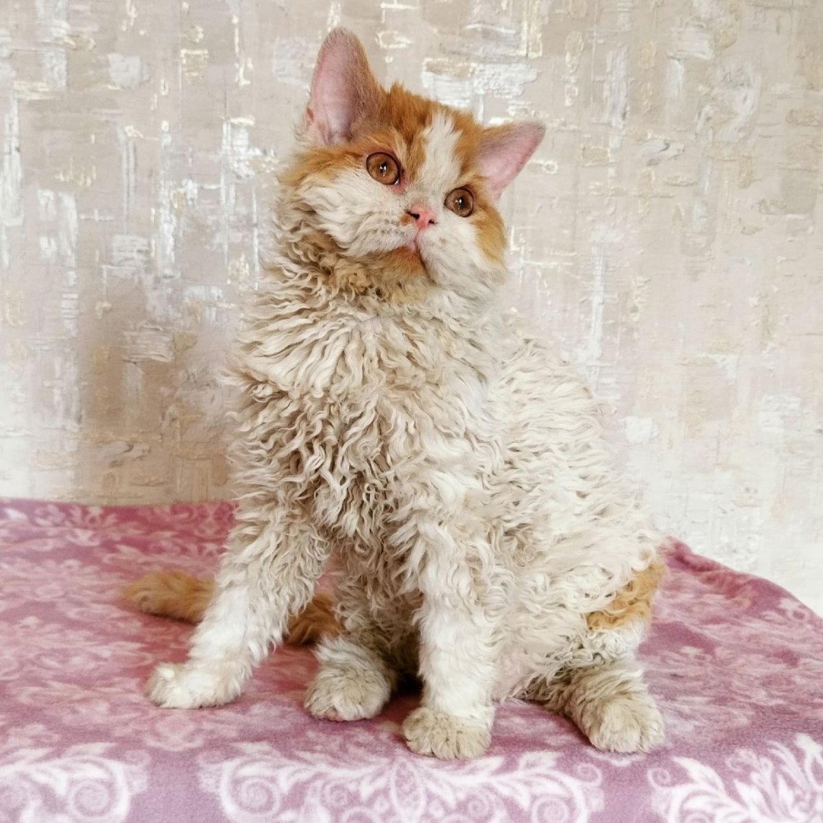 Селкирк рекс котята