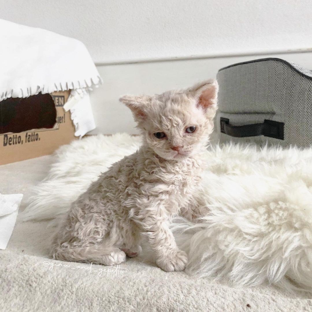 Кошка с овечьей шерстью