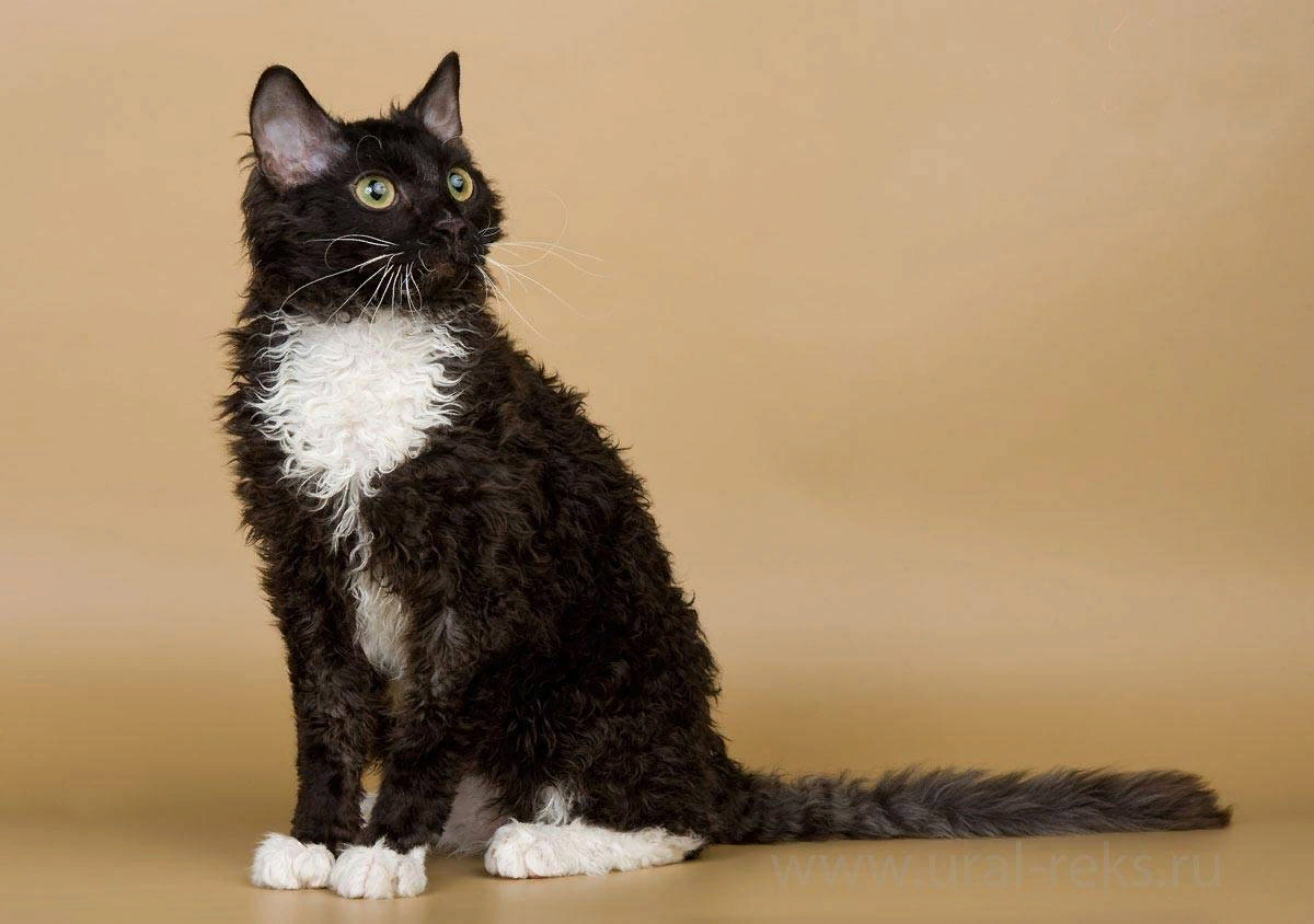 Уральский рекс длинношёрстный