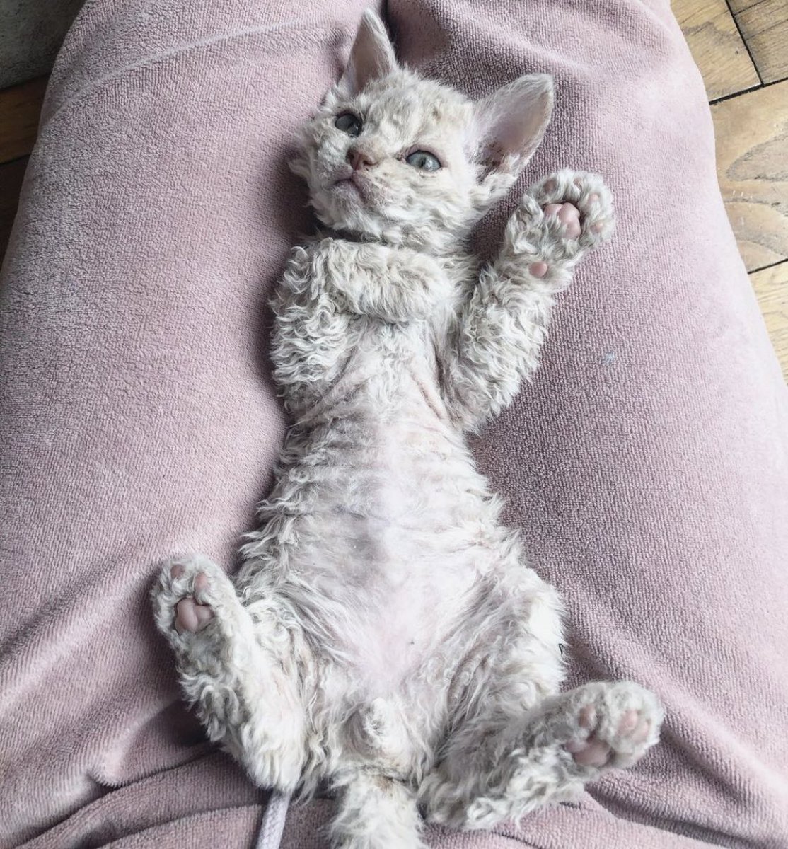 Коты Селкирк рекс