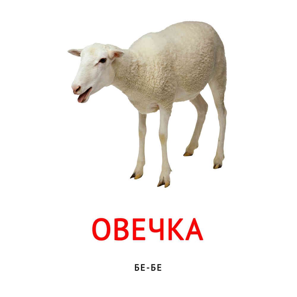 Карточки Домана овца