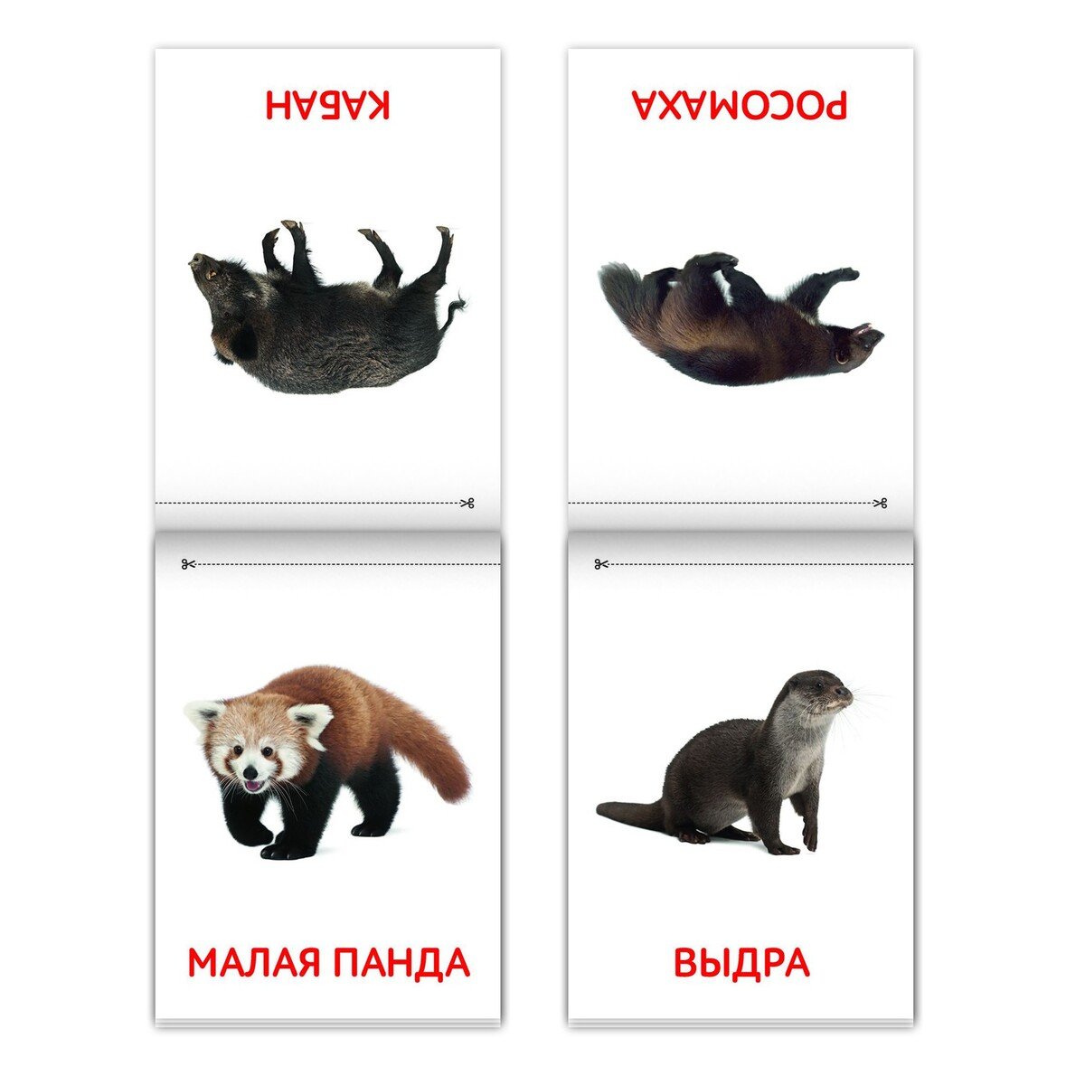 Карточки Домана морские животные