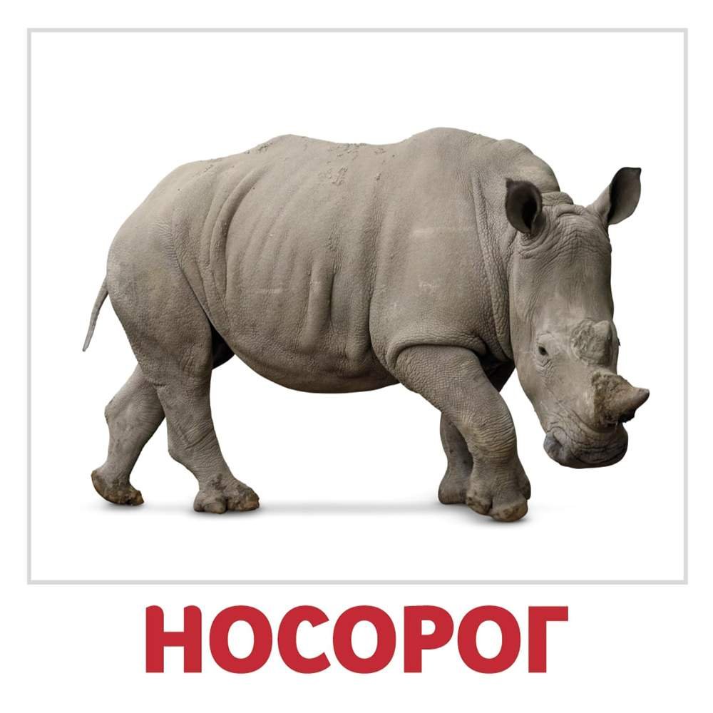 Карточки животные