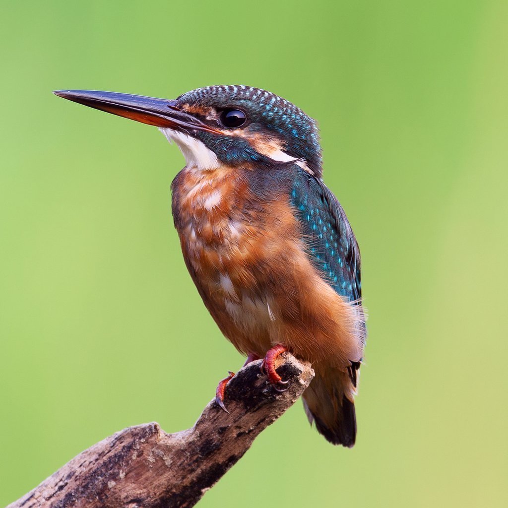 Хохлатый Зимородок