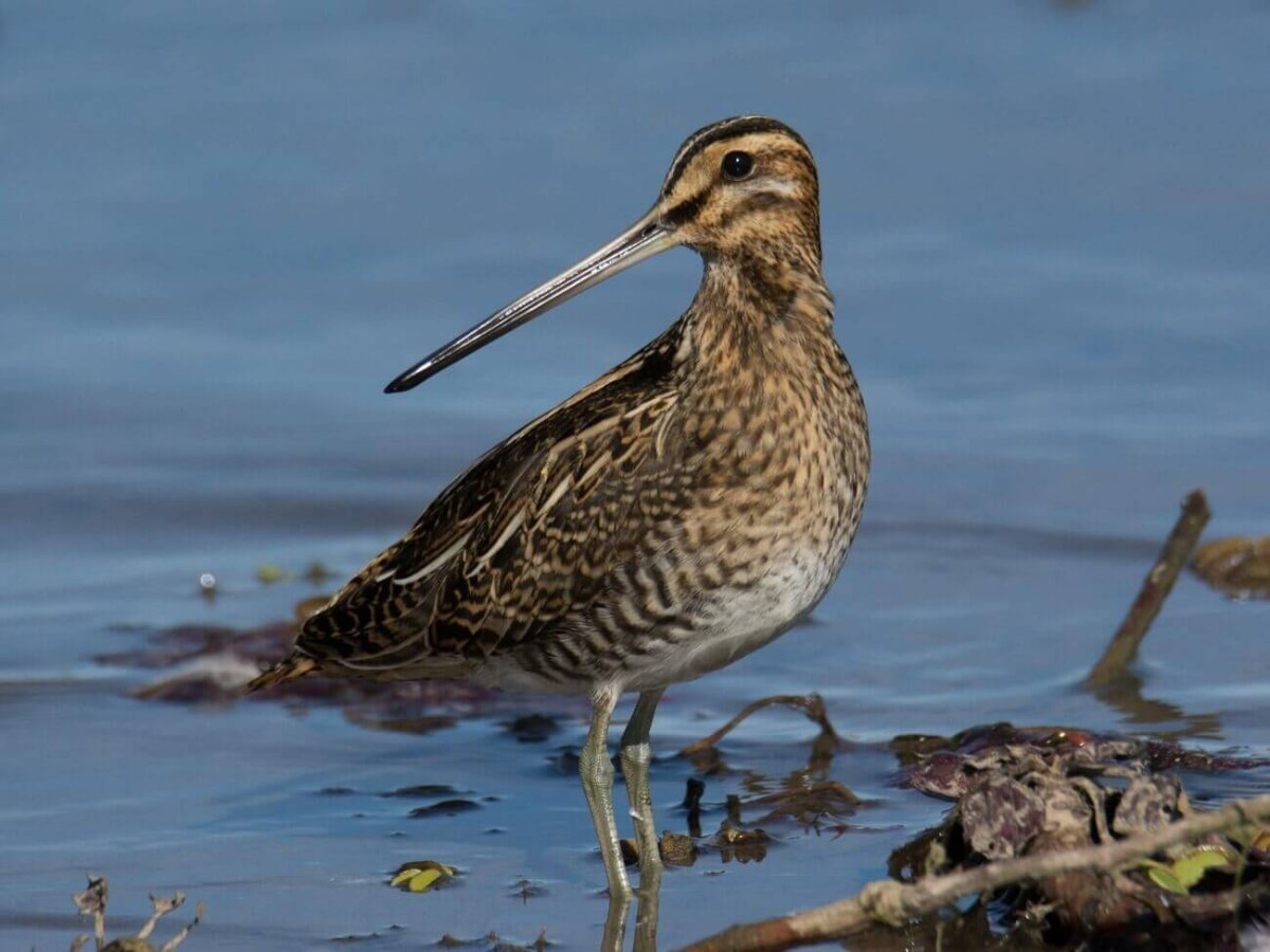 Бекас Кулик птица
