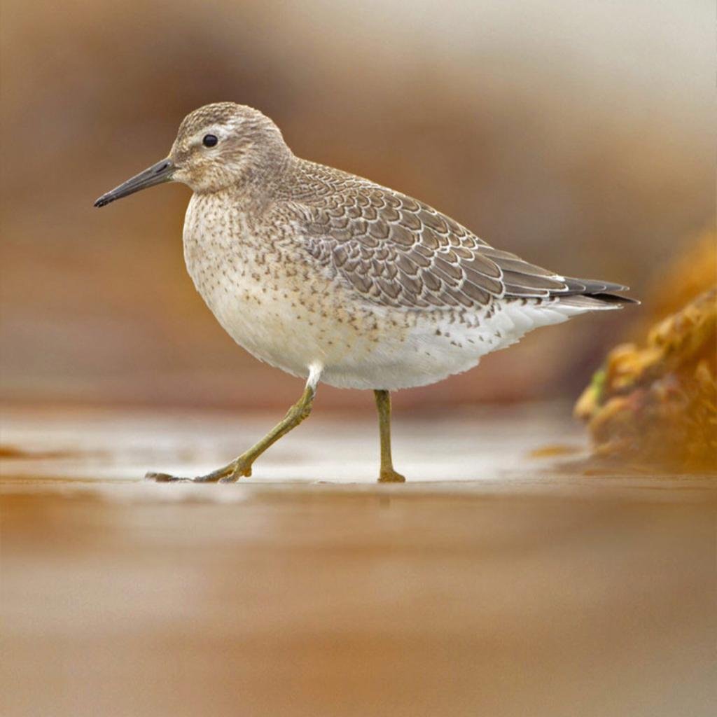 Кулики птицы клювы