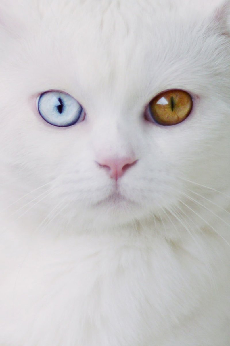 Турецкая ангора разноглазая