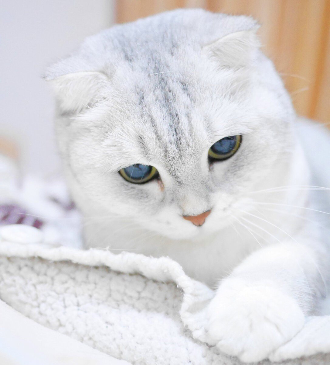 Шотландский вислоухий кот белый