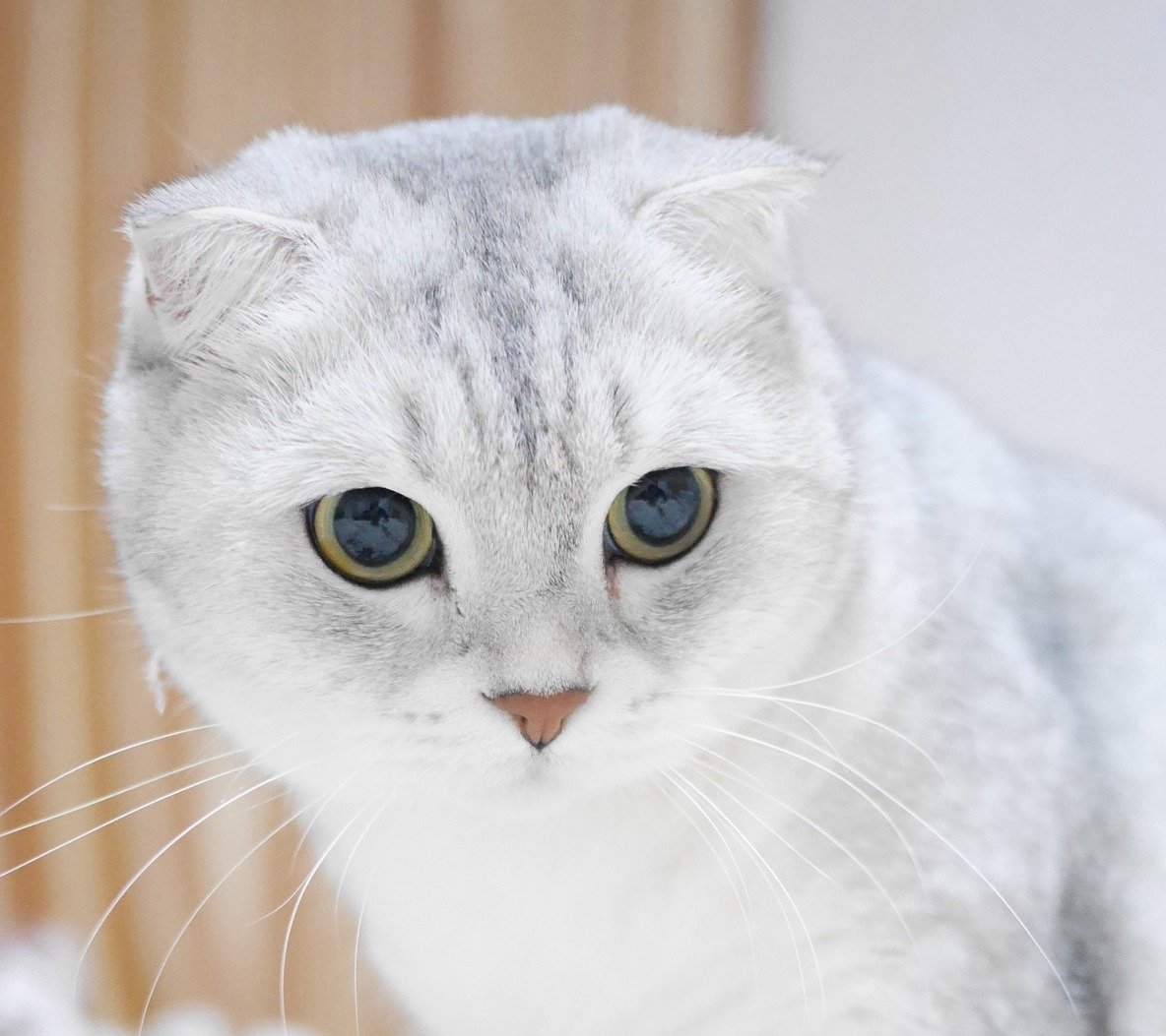 Шотландские вислоухие коты