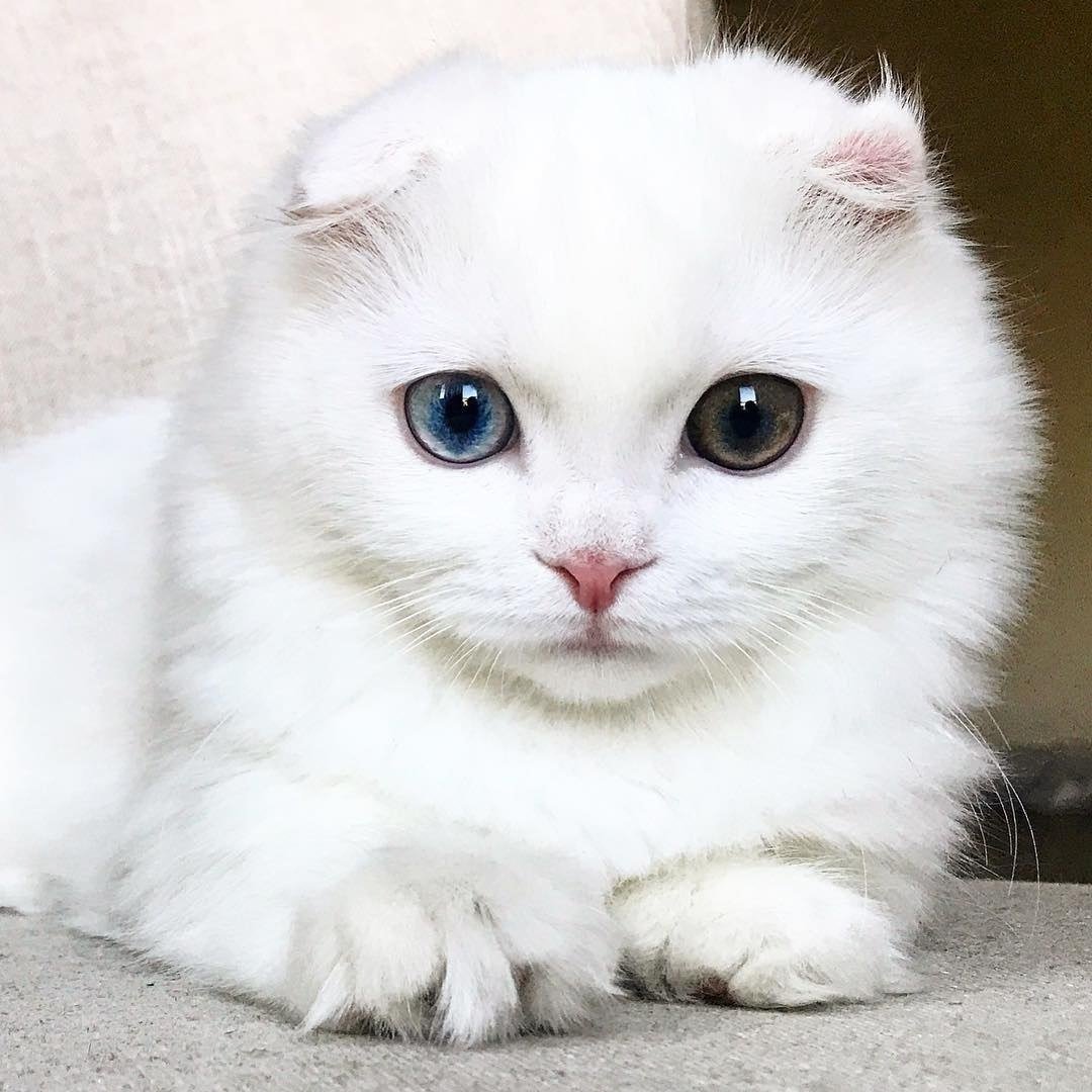 Белый вислоухий котенок с голубыми глазами