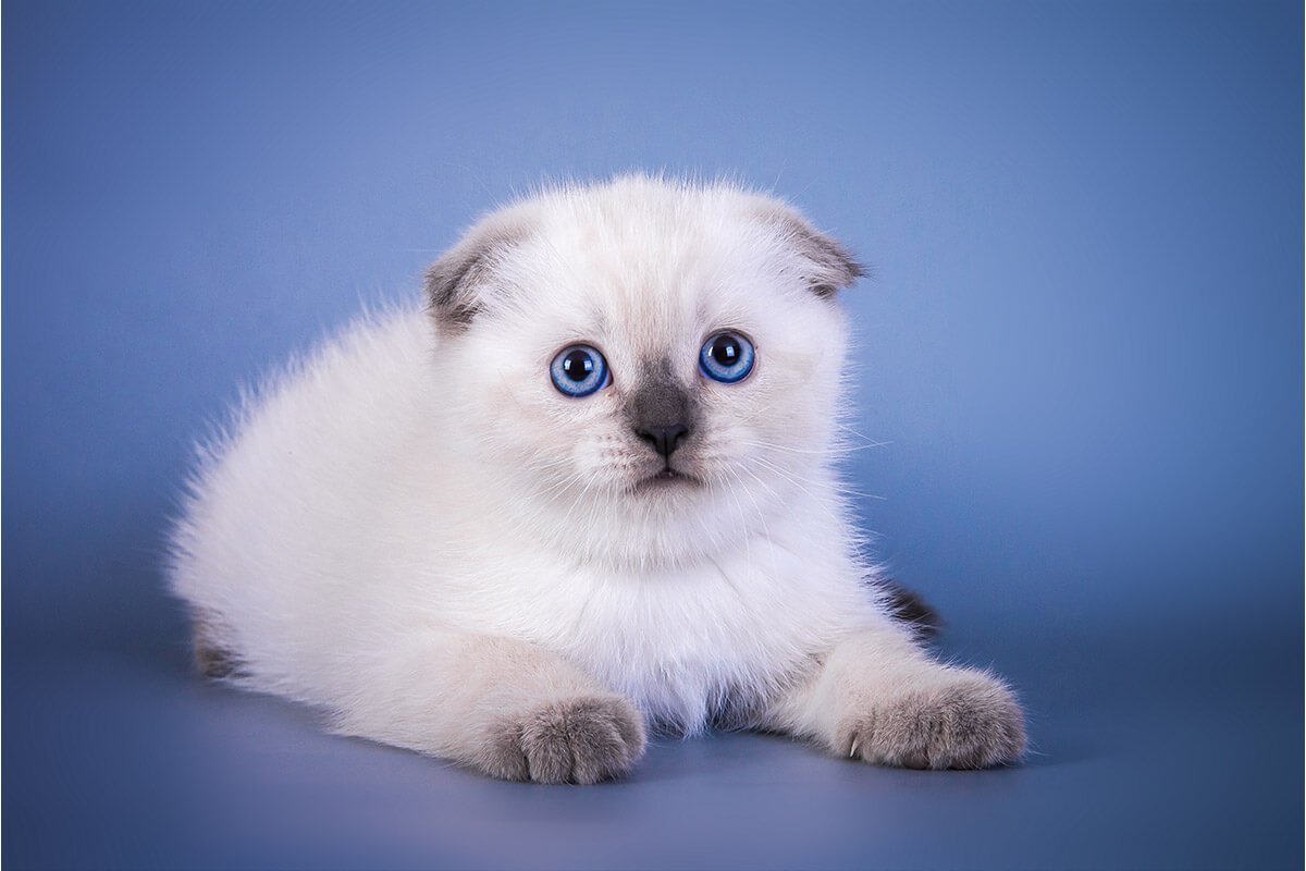 Шотландская вислоухая Блю поинт