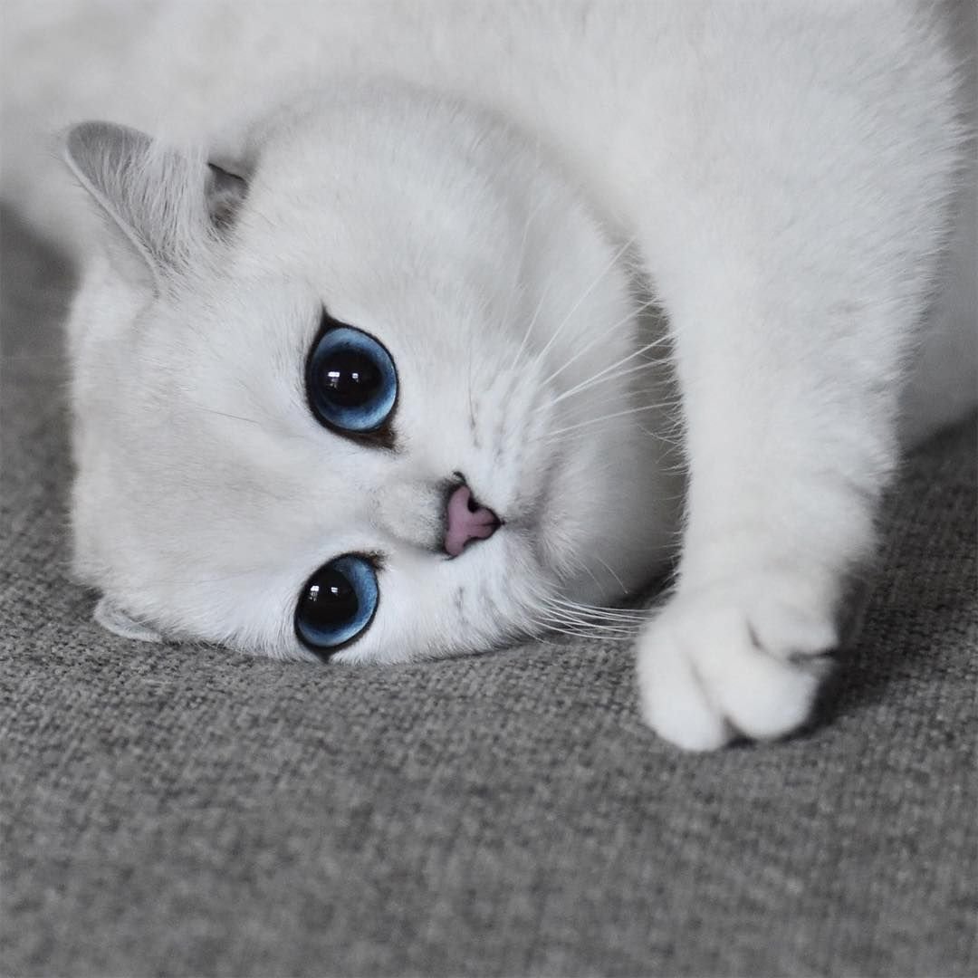 Белая Британская шиншилла Коби