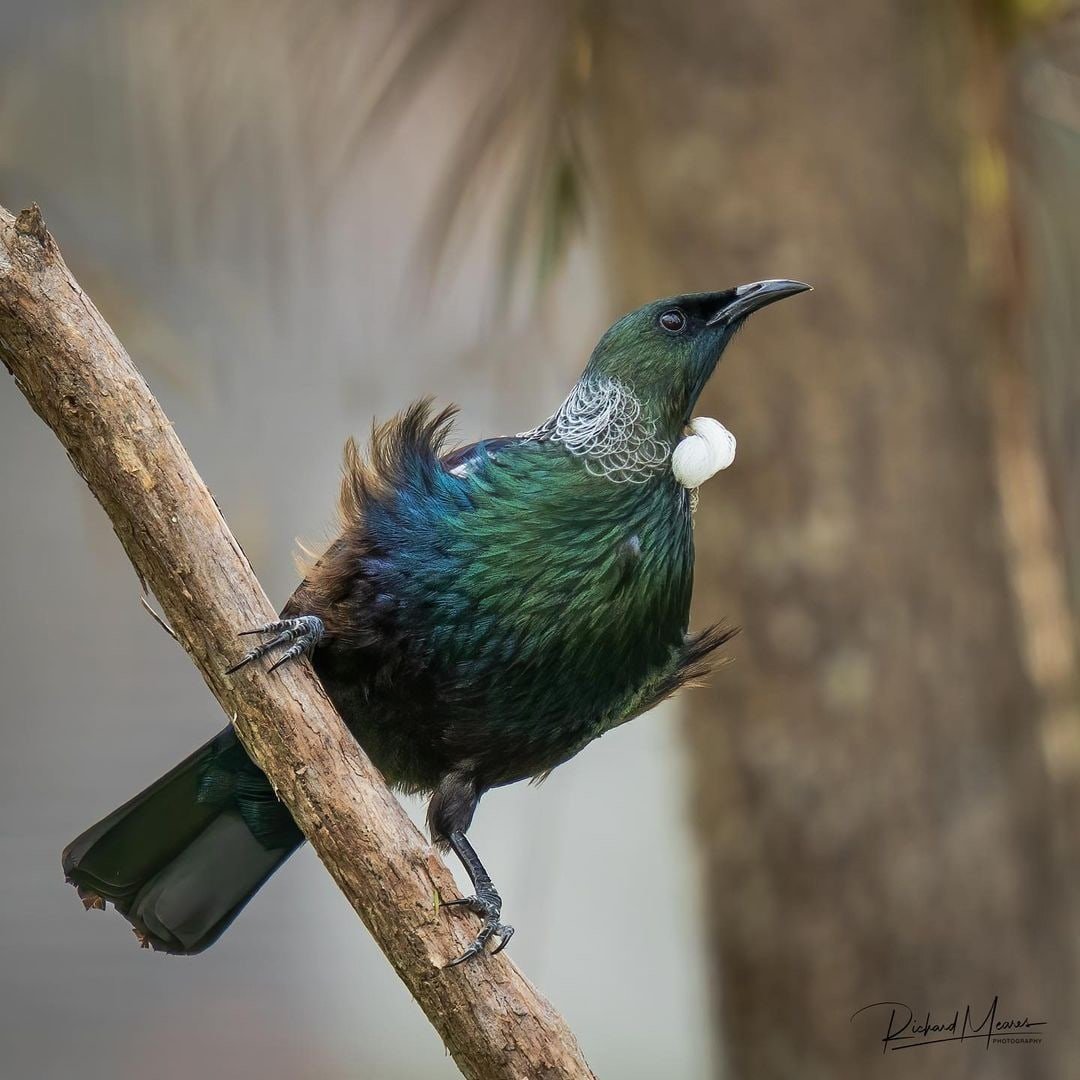 Птица туи новой Зеландии