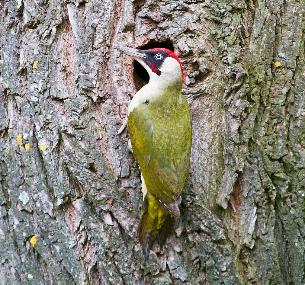 Лунь Луговой зеленый дятел