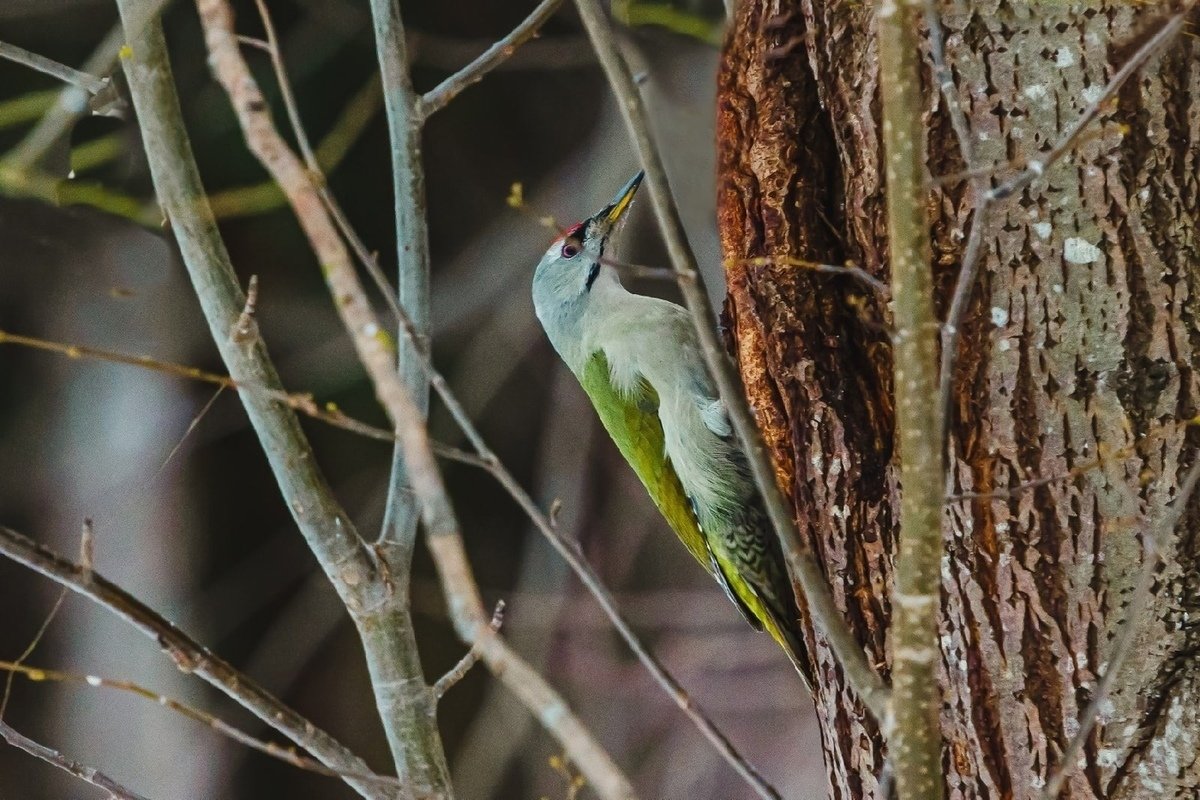 Птицы Якутии красивые редкие