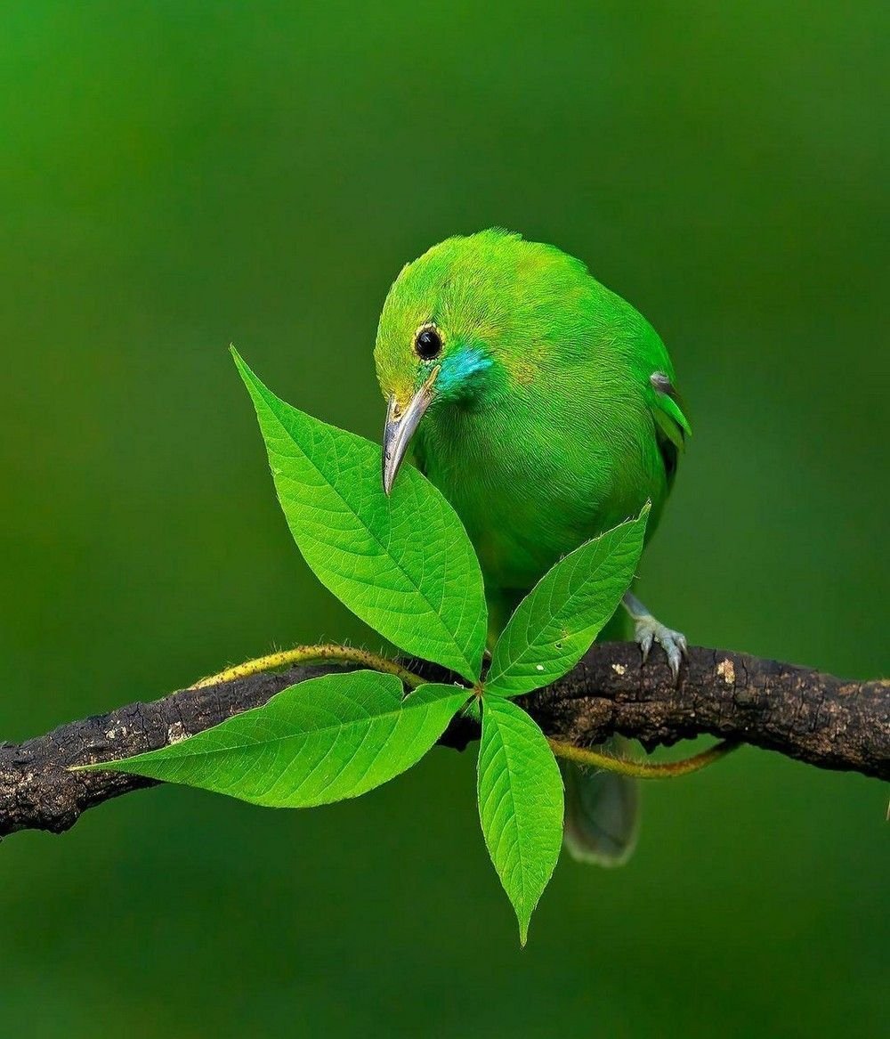 Салатовая птичка