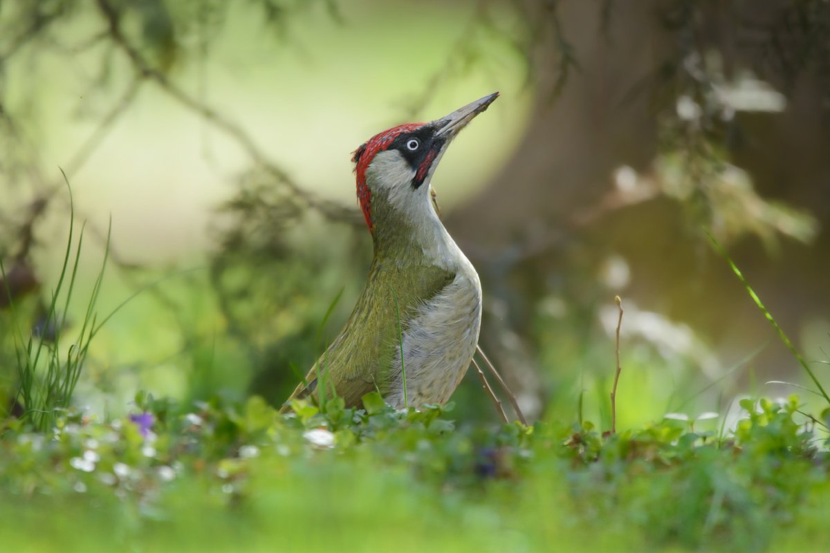 Зеленый дятел