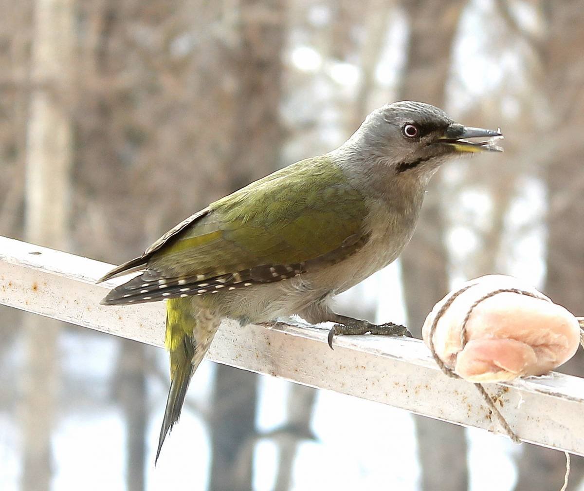 Седой дятел (Picus canus)