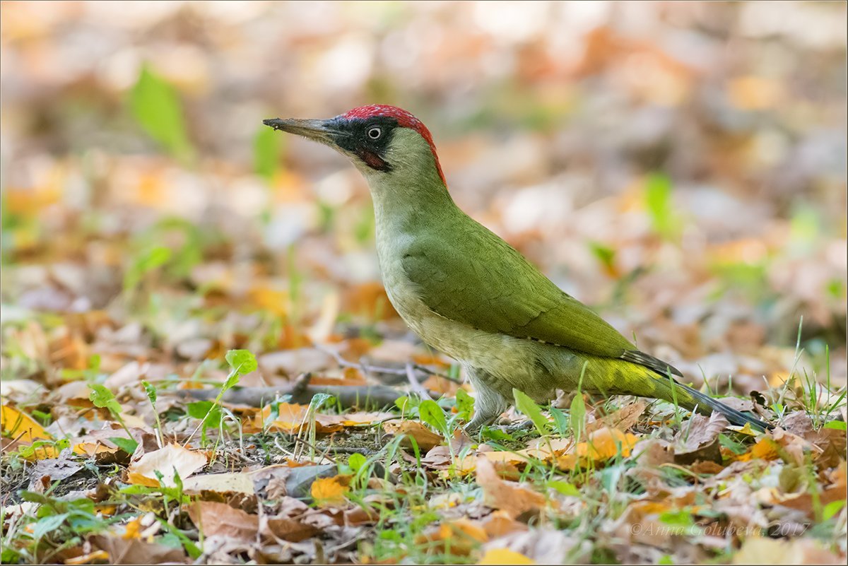 Лунь Луговой зеленый дятел