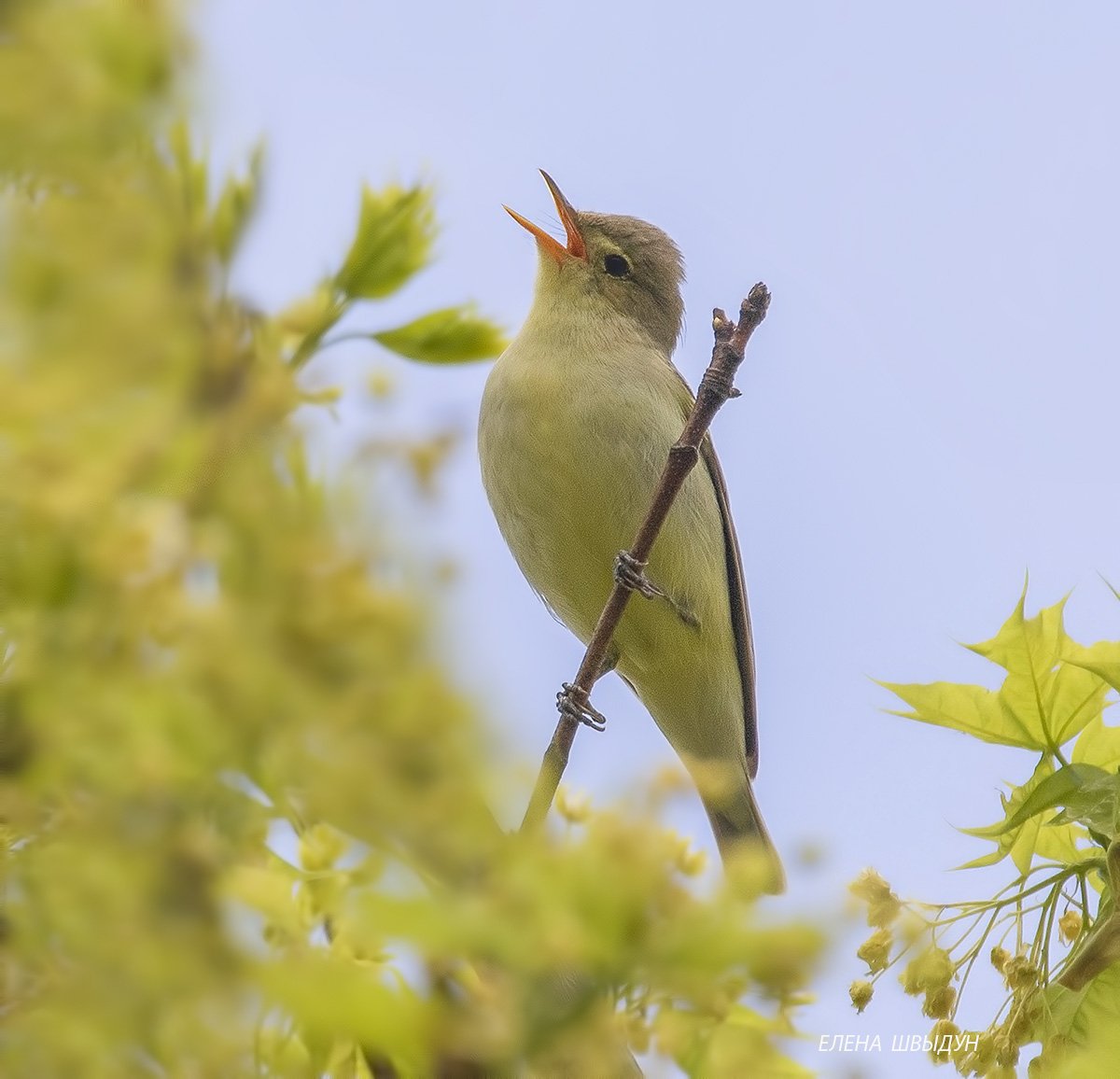 Зеленая птица Козлов
