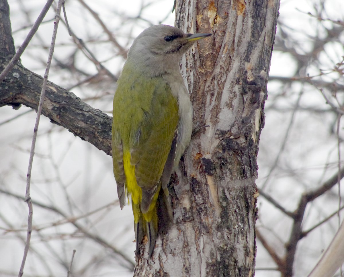 Седой дятел в Сибири