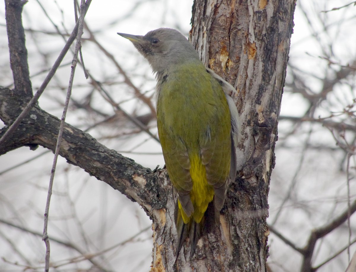 Седой дятел (Picus canus)