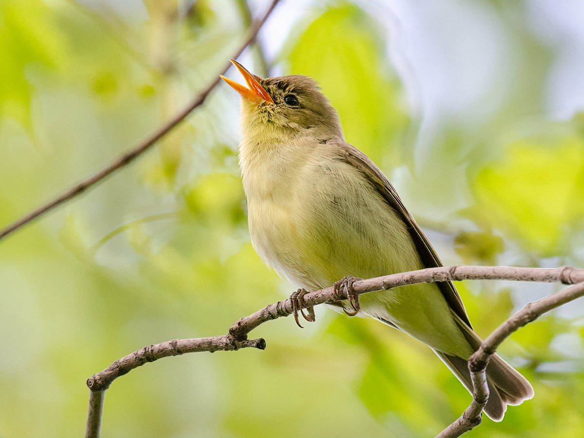 Зеленая пересмешка