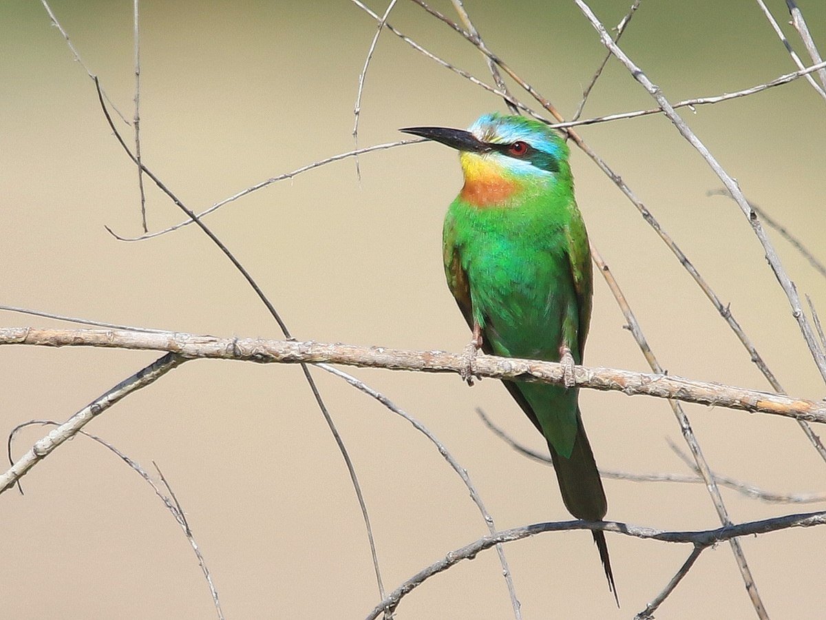 Зеленая щурка ареал