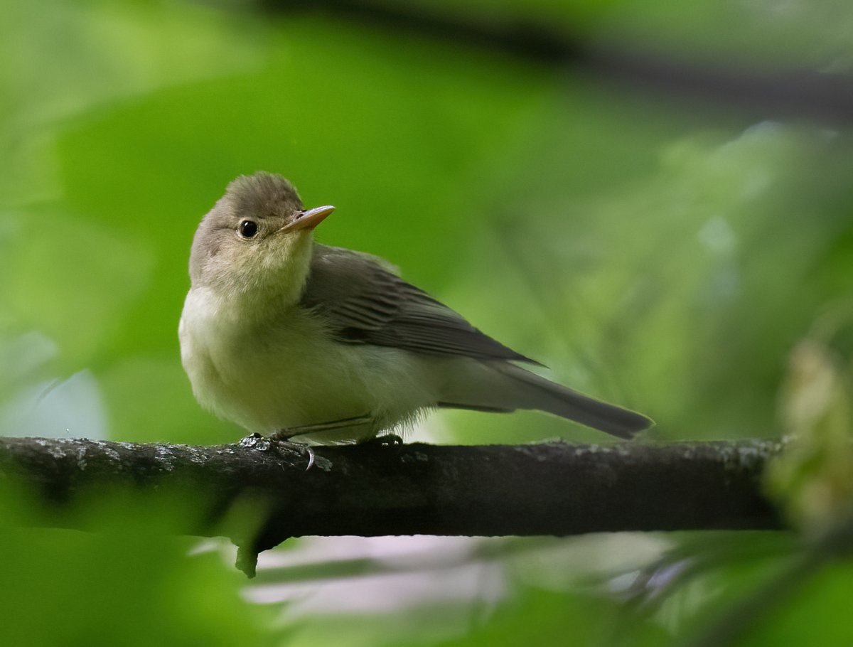 Салатовые птицы в России
