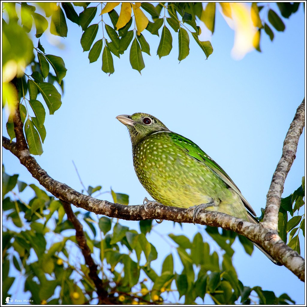 Птица с зелеными пятнами