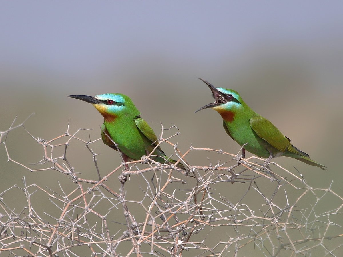 Зеленая щурка ареал