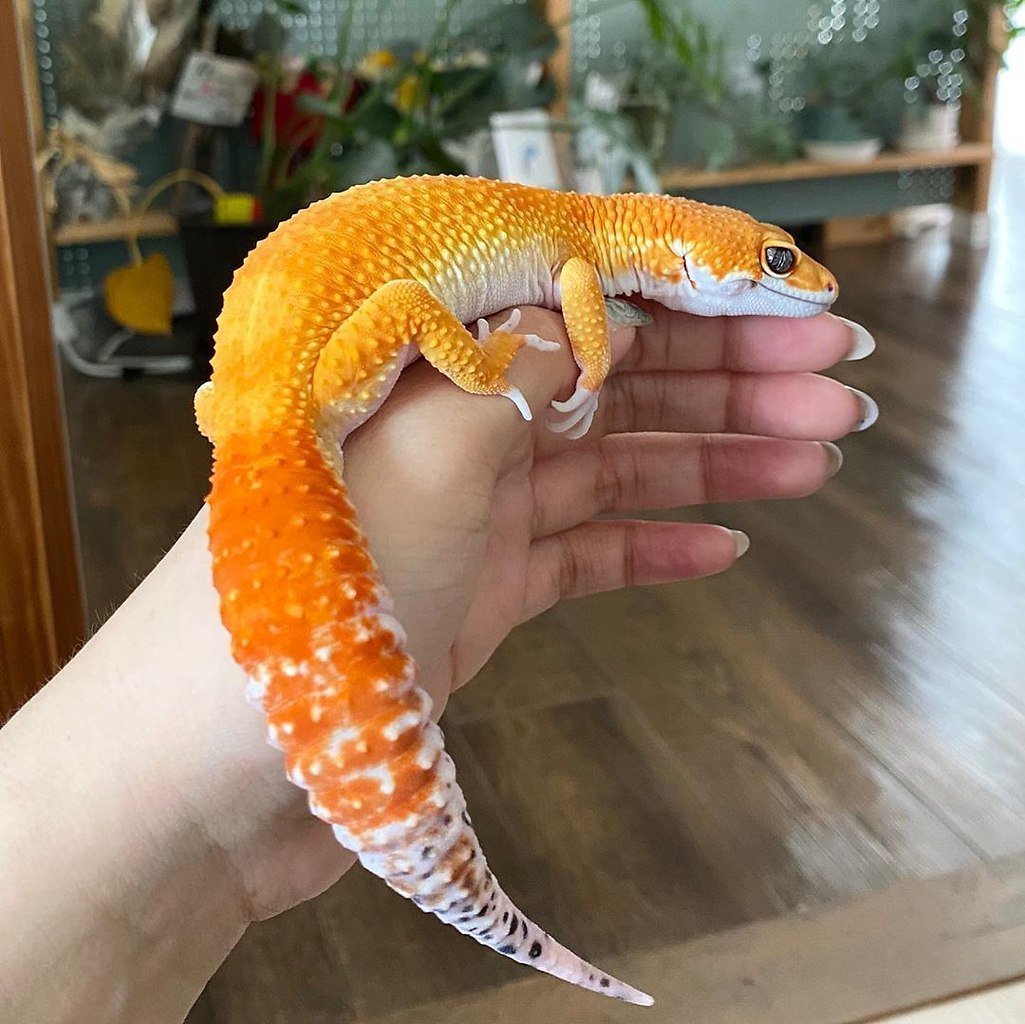 Пятнистый эублефар