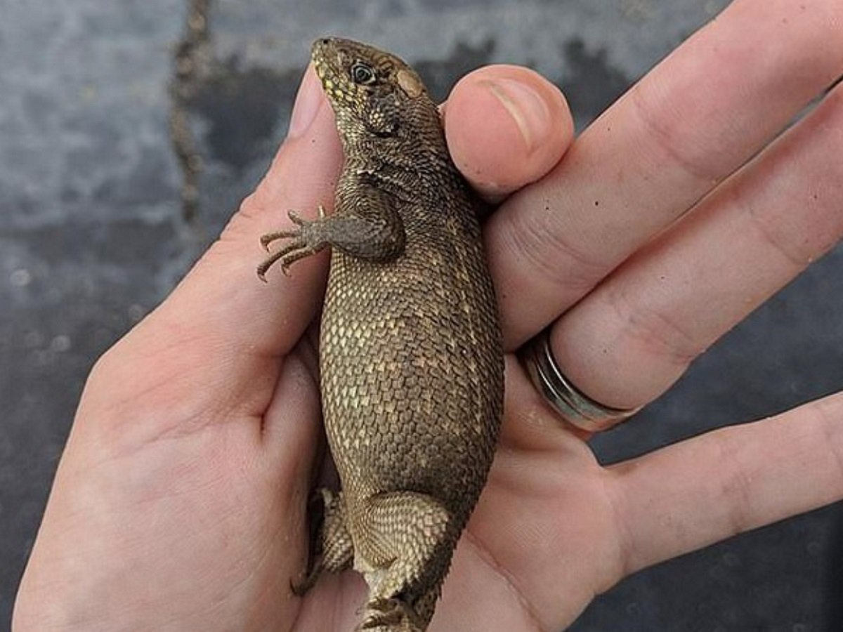 Толстая ящерица