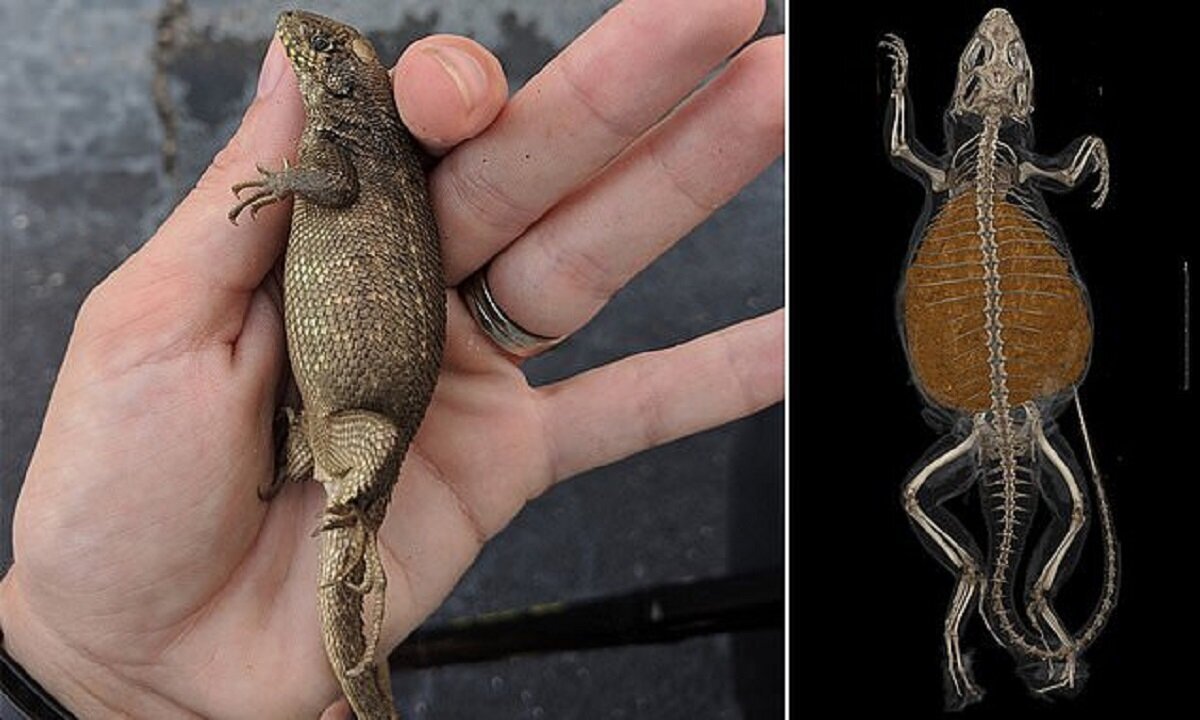 Флоридская ящерица