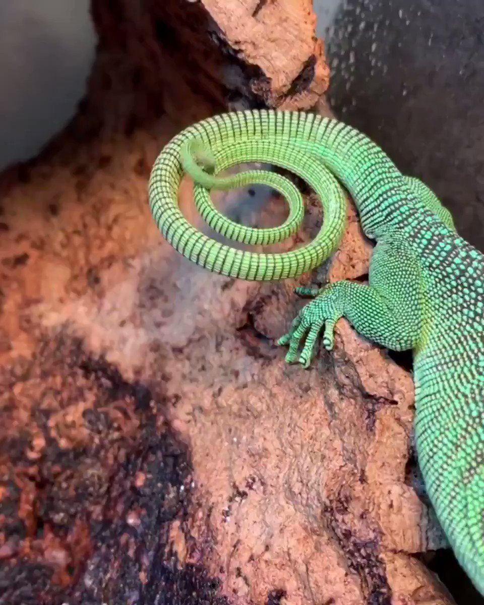 Геккон смарагдовый