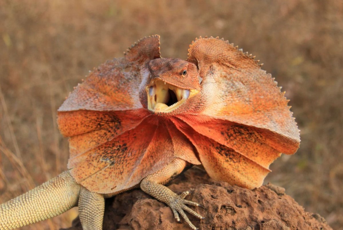 Плащеносная ящерица ящерицы