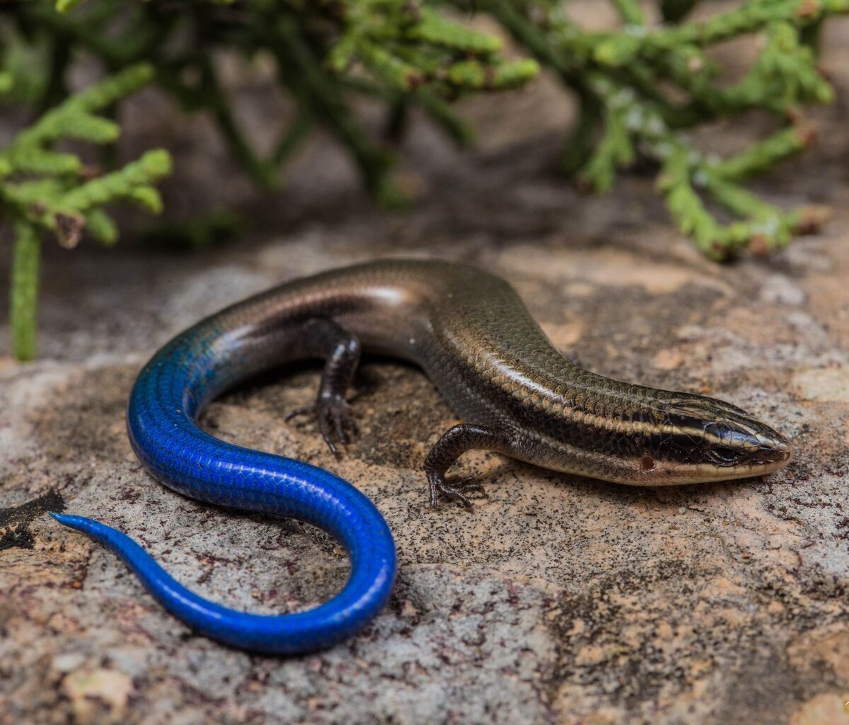 Песчаный сцинк