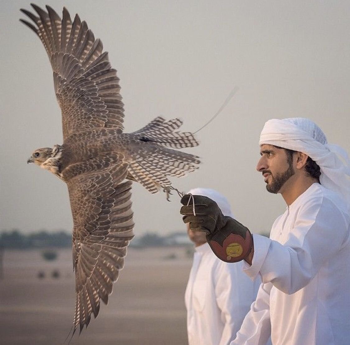 Соколиная охота в арабских Эмиратах