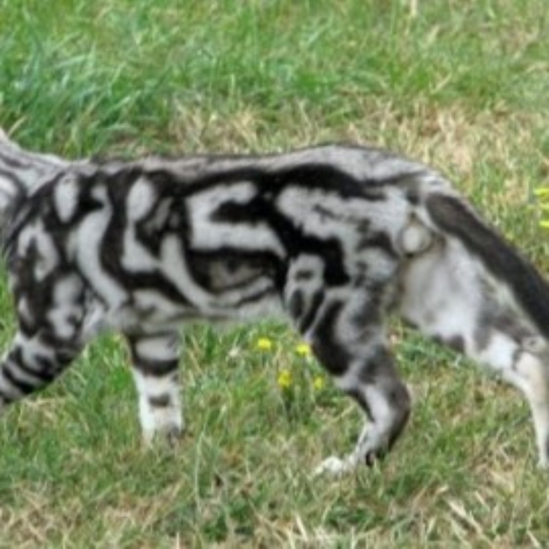 Бенгальская мраморная табби