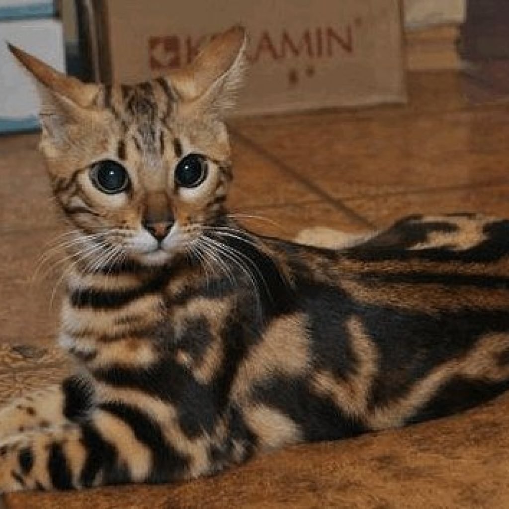 Мраморный бенгальский кот