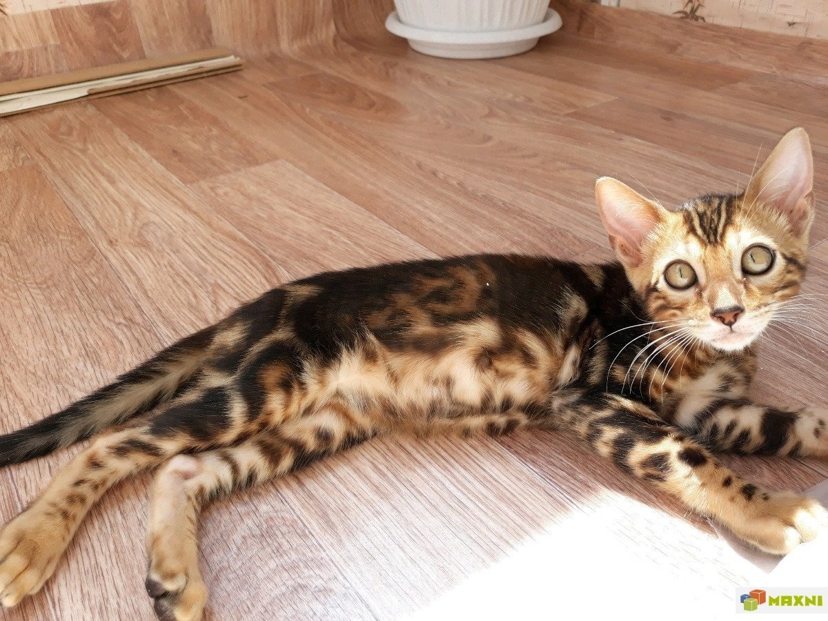 Мраморный бенгал котенок