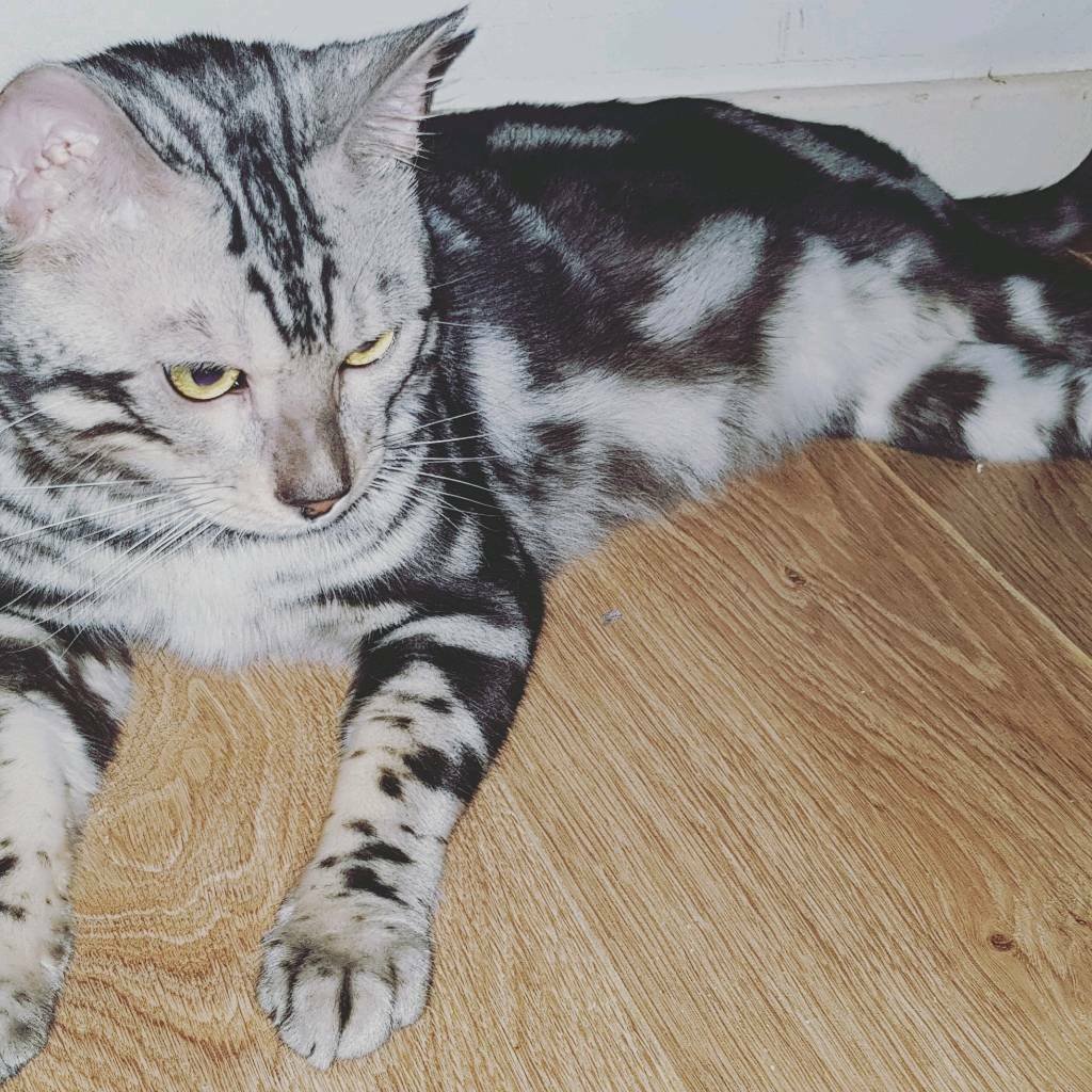 Бенгальская мраморная кошка табби
