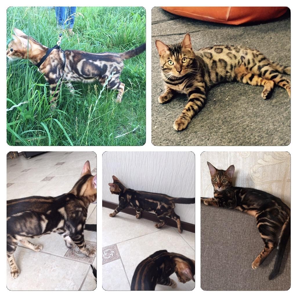 Бенгальская кошка Браун Марбл